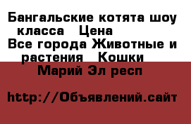Бангальские котята шоу класса › Цена ­ 25 000 - Все города Животные и растения » Кошки   . Марий Эл респ.